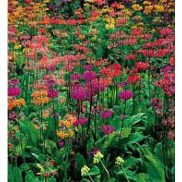 Primula_hybrida_Candelabra 