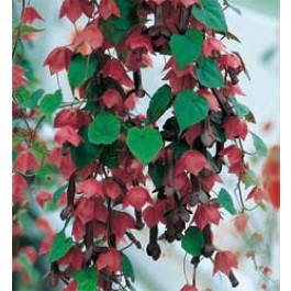 Rhodochiton_atrosanguineus 