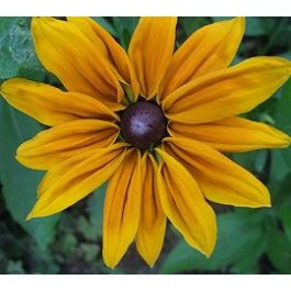 Zonnehoed _Rudbeckia_hirta_Marmalade 