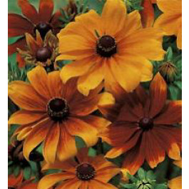 Rudbeckia hirta Rustic Dwarfs