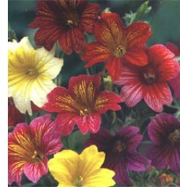 Salpiglossis sinuata Bolero mix