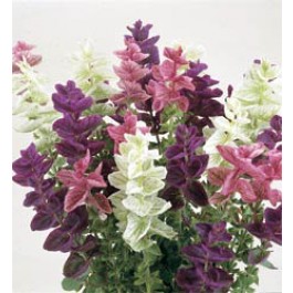 Salvia hormonium - viridis Bouquet gemengd