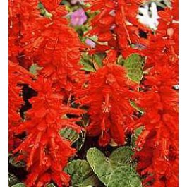 Vuursalie_Salvia_splendens_Blaze_of_Fire 