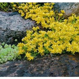 Sedum acre geel