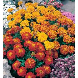 Tagetes patula nana Bonita mix