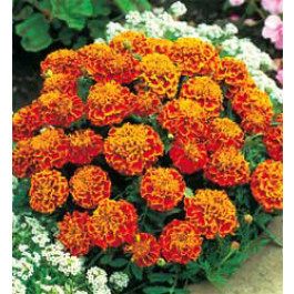 Tagetes_patula_nana_Honeycomb_Klein_Afrikaantje