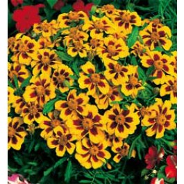 Tagetes_patula_nana_Naughty_Marietta