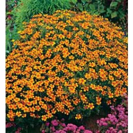 Tagetes_tenuifolia_Golden_Gem_bolafrikaantje