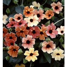 Thunbergia alata Sunset Shades