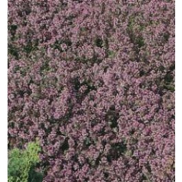 Thymus_serpyllum_Tijm_Kruiptijm