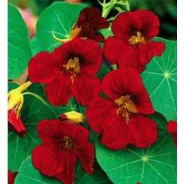 Tropaeolum minus Tip Top Velvet