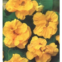 Tropaeolum_minus_Golden_Jewel