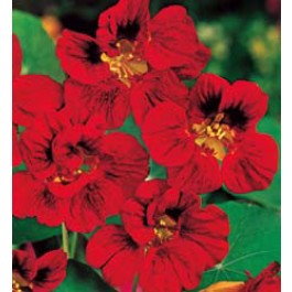 Tropaeolum_minus_Mahogany_Gleam_Oost-Indische-Kers