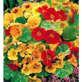 Tropaeolum majus African Queen mix