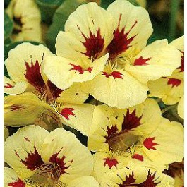 Tropaeolum_majus_Prince_Charming_Oost-Indische-Kers