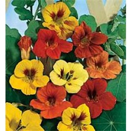 Tropaeolum_majus_Trailing_Single_mix