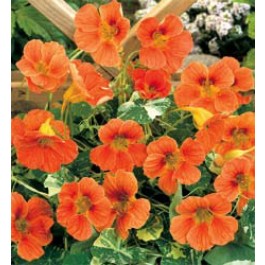 Tropaeolum_minus_Alaska_Salmon_Orange