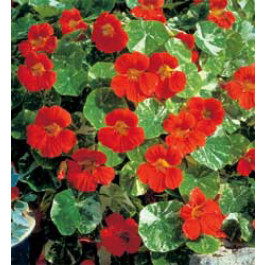 Tropaeolum minus Alaska Tip Top Red