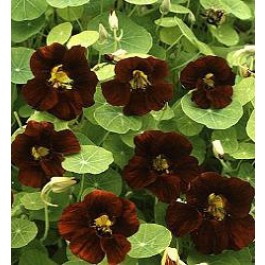 Tropaeolum_majus_Black_Velvet_Oost-Indische-Kers