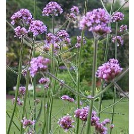 Verbena_bonariensis_Purple_Top_IJzerhard