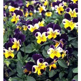 Viola tricolor Johnny Jump Up