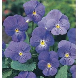 Viola cornuta type Blue Perfection