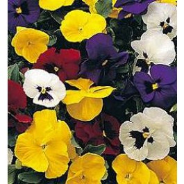 Viola x wittrockiana F1 Special Early Mix