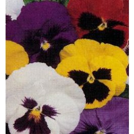 Viola x wittrockiana Reuzen Zwitserse mix