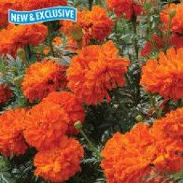 tagetes_afrikaantje_kees_orange_WB21415