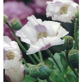 Papaver somniferum