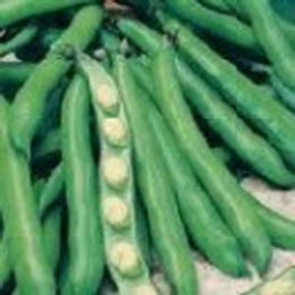 Bonen Tuinbonen Bunyards Exhibition