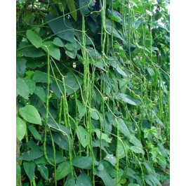 Bonen Stoksla Lange Kouseband