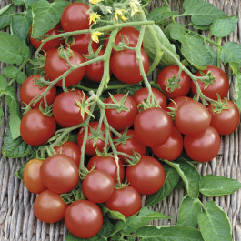 Tomaten cherry Cherrola F1