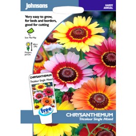Chrysanthemum_carinatum_Tricolor