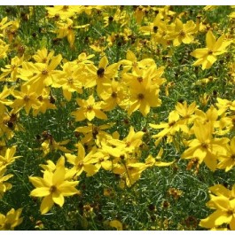 coreopsis_goudgeel