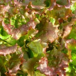 Sla_Pluksla_Snijsla_Amerikaanse_Roodrand