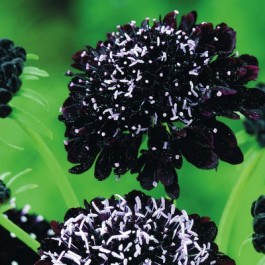 Scabiosa_Black_Knight_WB21416