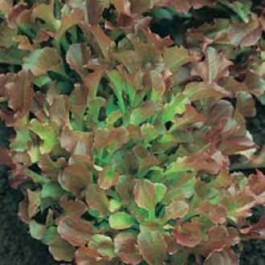 Eikenbladsla_Red_Salad_Bowl