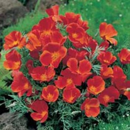 eschscholzia_red-Chief