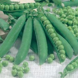 Stam_Doperwten_Kelvedon