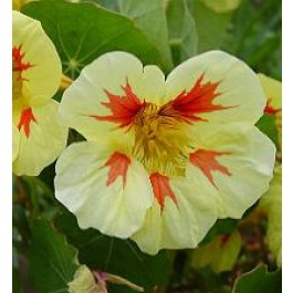 Tropaeolum_majus_Peach_Melba