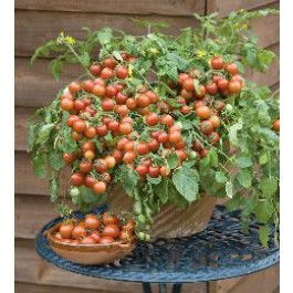 Tomaten balkontomaat Cherry Falls