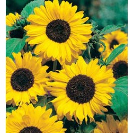 Helianthus_annuus_Hallo_zonnebloem