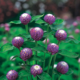 Gomphrena globosa Atomic Purple