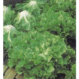 Andijvie_Nr.5_Groentezaden