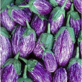 Aubergine_listadia
