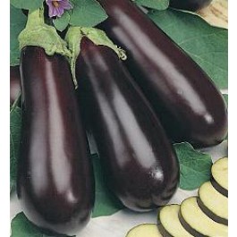 Aubergine_Halflange_Violette