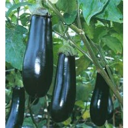 Aubergine Long Purple