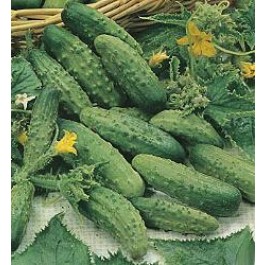 Augurken_Kleine_Groene_Scherpe