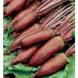 Bieten_Kroten_Cylindra